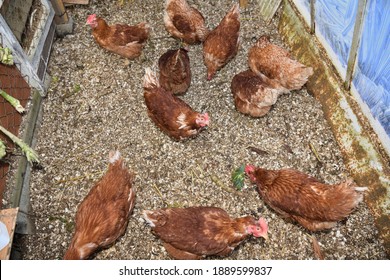 Top View Laying Hen Chickens Eating Stock Photo 1889599837 | Shutterstock