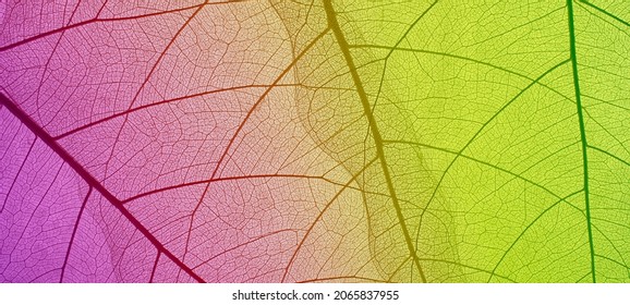 Top view of the leaf. Colorful skeleton leaf leaves with a transparent shape .abstract leaves from nature with a beautiful background in ultraviolet color for text and advertising.