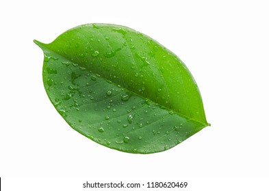 Top view of leaf with water drop isolated on white background. - Shutterstock ID 1180620469