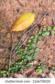 Top View, Leaves, Branches, Falling On Damp Ground, Moist Soil