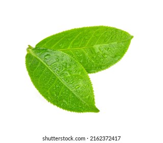 Top view of leaves green tea with drops of water isolated on white background - Shutterstock ID 2162372417