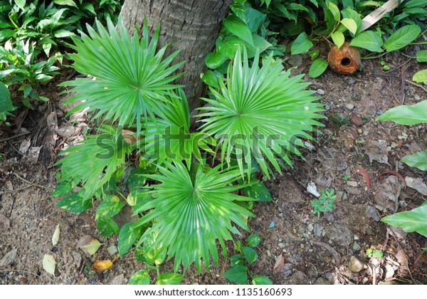 Top view of leaves saw palmetto, Abstract leaves\
texture, Ecological Concept, Space for text in template (sabal\
palm, Serenoa repens)