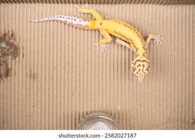 top view Leopard gecko  at horizontal composition