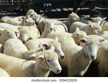 2,866 Sheep and lamb in a pen Images, Stock Photos & Vectors | Shutterstock