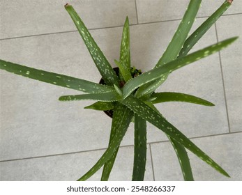 Top view of a lush aloe vera plant in a terracotta pot, showcasing its spiky green leaves with white speckles, placed on a tiled floor. Ideal for natural health, gardening, or minimalist decor themes - Powered by Shutterstock