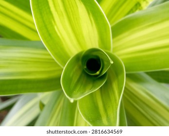 Top view macro close up of variegated dracaena leaves forming a spiral rosette pattern. Green and lime yellow striped tropical foliage with detailed texture.