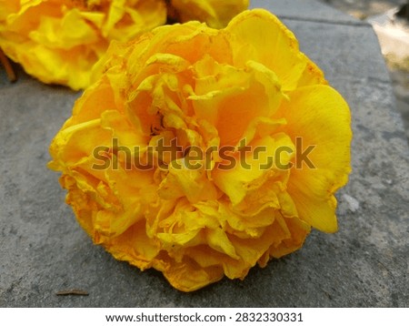 Top view macro close up of a vibrant yellow Buttercup Tree flower, Cochlospermum vitifolium, lying on gray stone surface. The image shows a large double bloom with layered ruffled bright golden yellow petals with orange-brown speckles on the edges, slightly wilted texture showing natural detail. Sharp focus on the center of the flower showing stamens. It is a tropical deciduous tree famous for its showy large yellow flowers that bloom when the tree is leafless, symbolizing prosperity and brightness. The fluffy seed fibers are used like cotton.