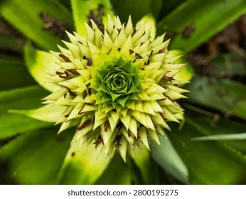Top view macro of a developing pineapple fruit displaying geometric spiral symmetry and vibrant green textures in a tropical garden environment.