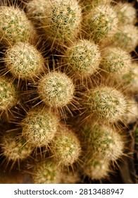 Top view macro pattern of green mini cactus plants with sharp golden spines