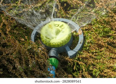 A top view macro shot of an automatic circular garden sprinkler spraying fresh water over low blooming calluna heather bushes. This active summer horticulture capture represents lawn irrigation equipment, backyard watering tools, and professional landscaping care.