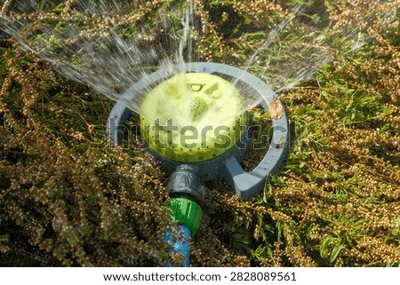 A top view macro shot of an automatic circular garden sprinkler spraying fresh water over low blooming calluna heather bushes. This active summer horticulture capture represents lawn irrigation equipment, backyard watering tools, and professional landscaping care.