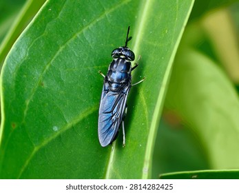 Top view macro shot of a black soldier fly (Hermetia illucens) resting on a textured green leaf