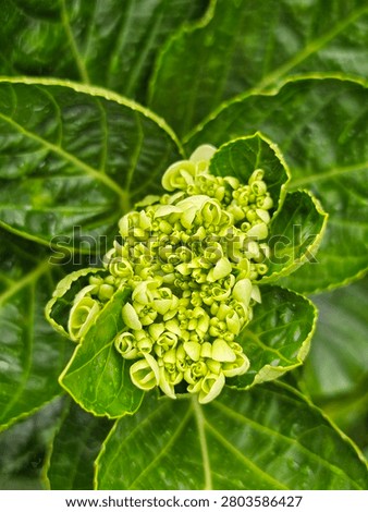 Top view macro shot of an unopened green hydrangea flower bud surrounded by deep green foliage.