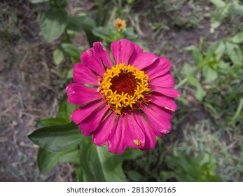 Top view macro of a tiny yellow ladybug insect resting on a petal of a vibrant magenta zinnia flower.