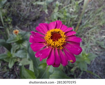 Top view macro of a tiny yellow ladybug insect resting on a petal of a vibrant magenta zinnia flower.