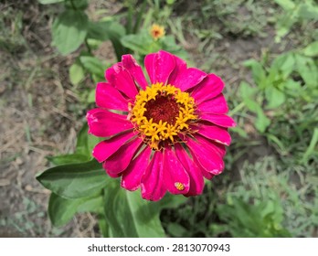 Top view macro of a tiny yellow ladybug insect resting on a petal of a vibrant magenta zinnia flower.