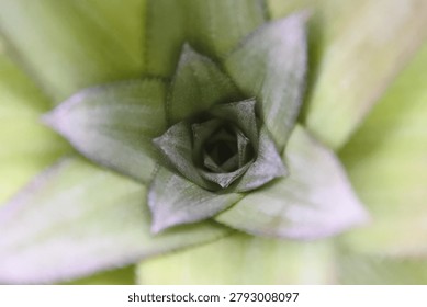Top view macro of a young pineapple crown, abstract geometric pattern of green leaves