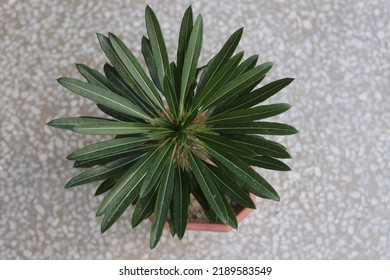 Top View Of A Madagascar Palm Plant.