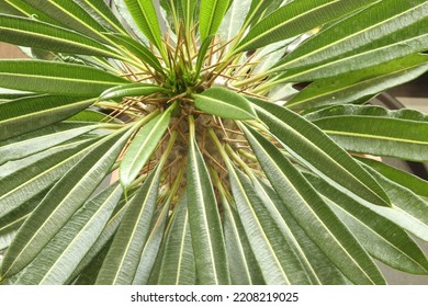 Top View Of Madagascar Palm Plant.