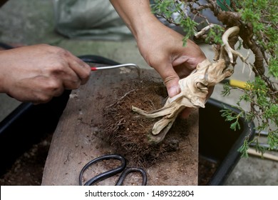 Top View Making Bonsai Trees, The Process Of Scraping Soil From The Roots And Root Pruning To Prepare To Change Pots, Making Of Bonsai Trees. Handmade Accessories Wire And Scissor, Concept Bonsai Tree