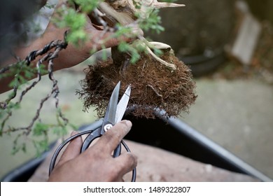 Top View Making Bonsai Trees, The Process Of Scraping Soil From The Roots And Root Pruning To Prepare To Change Pots, Making Of Bonsai Trees. Handmade Accessories Wire And Scissor, Concept Bonsai Tree