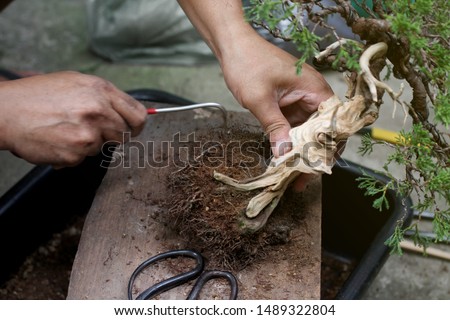 Top view Making bonsai trees, The process of scraping soil from the roots and Root pruning To prepare to change pots, Making of bonsai trees. Handmade accessories wire and scissor, Concept Bonsai tree