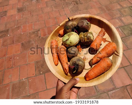 Top view of male hand holding a plate full of rotten carrots,beetroots and kholrabi.