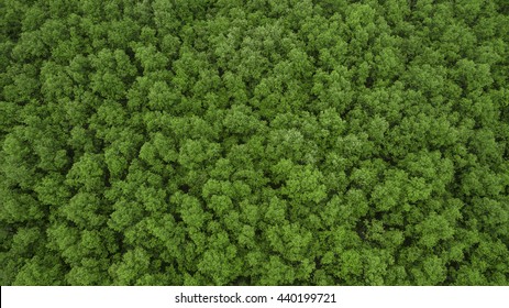Top view of mangrove forest.