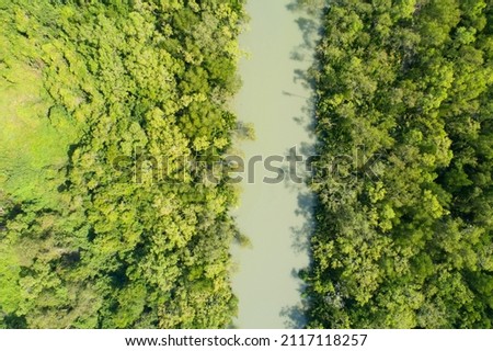 Top view mangrove forest trees and river Ecosystem and healthy environment concept and nature background