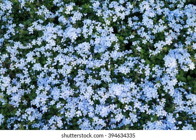 Top View Of Many Blue Colour Flower Field