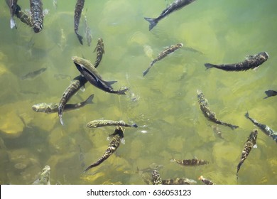 Top View Of Many Carp Fish (Cyprinus Carpio) Swimming At Lake