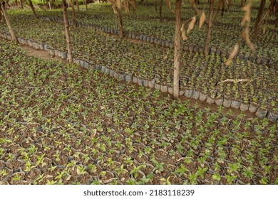 Top View Of Many Coffee Sprouts Are Planted On The Farm, Rwanda Region