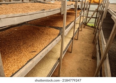 Top View Of Many Drying Racks With Coffee Beans At Farm In Africa, Rwanda Region