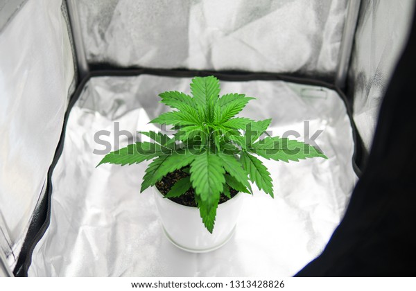 Top View Marijuana Grow Box Tent Stock Photo Edit Now 1313428826