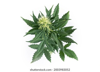 Top View Of Marijuana Plant Isolated On White Background. Cannabis Hemp Flowering Bud. 
