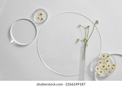 Top view of Matricaria chamomilla decorated on petri dish, transparent podiums. Space for product presentation. Mockup for design, beauty products concept.