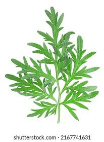 Top View Of Medicinal Wormwood Isolated On A White Background. Fresh Sagebrush Sprig.