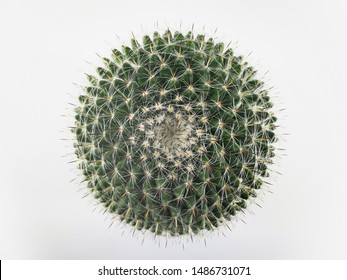 Top view mini circle cactus no little pot  white background - Powered by Shutterstock