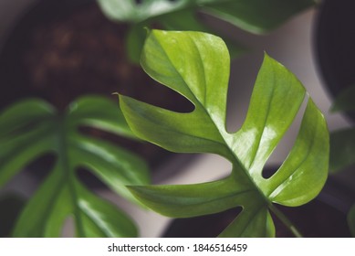 Top View Mini Monstera Green Leaves