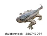 Top view model of a large-headed Eryops displays in an Asian Natural History museum. The Eryops was a prehistoric amphibian genera that lived during the early Permian and late Carboniferous Period.