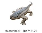 Top view model of a large-headed Eryops displays in an Asian Natural History museum. The Eryops was a prehistoric amphibian genera that lived during the early Permian and late Carboniferous Period.