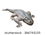 Top view model of a large-headed Eryops displays in an Asian Natural History museum. The Eryops was a prehistoric amphibian genera that lived during the early Permian and late Carboniferous Period.