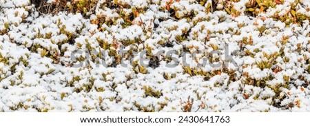 Top view of mountainous landscape of countryside terrain with dry yellow grass growth covered with fresh white snowfall in sunny daylight. The Golden Circle, Iceland