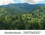 Top view of mountains with dark green coniferous forest landscape in sunny day with blue sky. Aerial nature scene of pine trees of Carpathian mountains, Ukraine.  Adventure travel concept background.