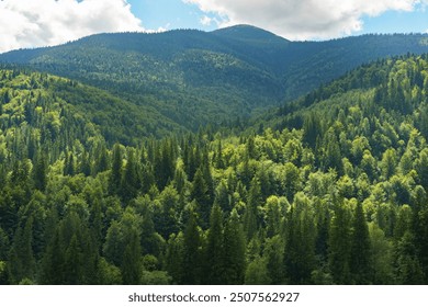 Top view of mountains with dark green coniferous forest landscape in sunny day with blue sky. Aerial nature scene of pine trees of Carpathian mountains, Ukraine.  Adventure travel concept background.