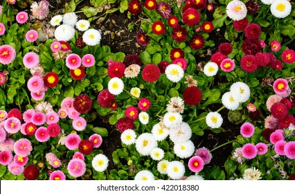 Top View Of Multi Color Garden Daisy Flowers 