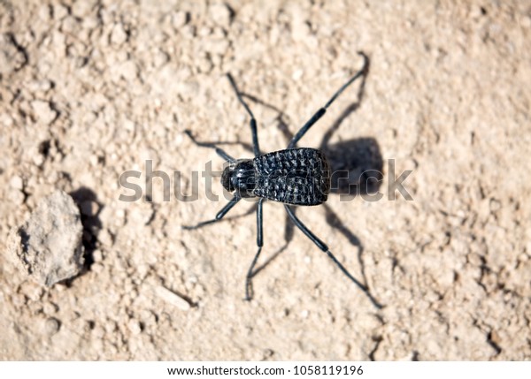 Top view of a Namib Desert\
Darkling Beetle or Stenocara Gracilipes, Bahrain - selective\
focus