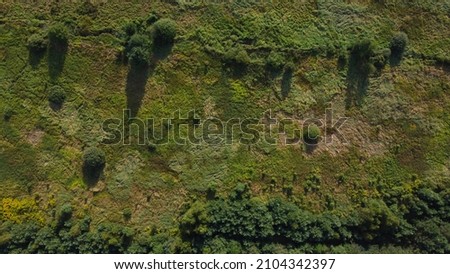 Top view of natural green grass and bushes. Aerial view. Pattern