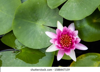 Lily Pad Top View Hd Stock Images Shutterstock