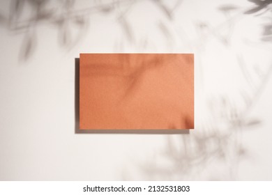  Top View Of Olive Tree Shadow On White Background. Spring Sunny Atmosphere. Flat Lay. Creative Copy Space With Paper Card Note. 